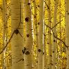 Back Lit Aspens