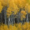 Aspen Forest - Maroon Bells