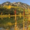 Cattails and Beaver Pond Reflections - Marble, Colorado