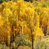 Cottonwoods - Gunnison National Forest