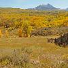 Cottonwoods on Ranch