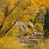 Cottonwoods and Creek