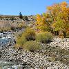 Cottonwoods and River