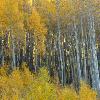 Aspen Forest - Maroon Bells