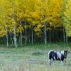 Horse and Aspens