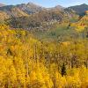 Aspens at McClure Pass