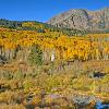 Mount Beckwith Reflecting in Beaver Pond - Kebler Pass