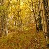 Path Through The Aspens