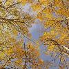 Skyward Aspens