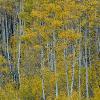 Aspen Forest - Maroon Bells