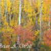 Aspen Colors