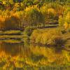 Aspen Reflections