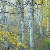 Early Morning Aspens - Ohio Pass