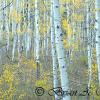 Early Morning Aspens II - Ohio Pass