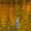 Cottonwood Reflections - Gunnison River