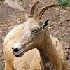 Bighorn Sheep Ewe