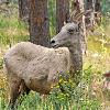 Bighorn Sheep Ewe