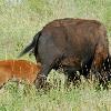 Nursing Bison Calf