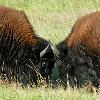 Fighting Bison