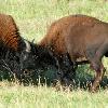 Fighting Bison