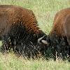 Fighting Bison