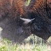 Bison Kicking Up Dust and Fighting