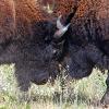 Bison Kicking Up Dust and Fighting