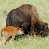 Bison and Calf