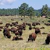 Bison Herd