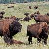 Bison Herd