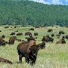 Bison Herd