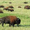 Bison Herd