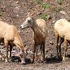 Bighorn Sheep Ewes