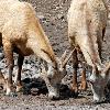 Bighorn Sheep Ewes