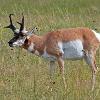 Pronghorn Buck