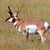 Pronghorn Buck