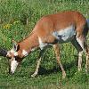 Pronghorn Buck