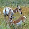 Nursing Pronghorn Fawn