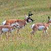 Pronghorn Buck and Fawns