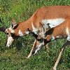 Pronghorn Bucks