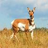 Pronghorn Doe