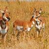 Pronghorn Doe and Fawns