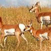 Pronghorn Doe and Fawns