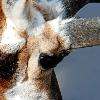 Pronghorn Close-Up