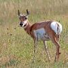 Pronghorn Fawn