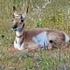 Pronghorn Fawn