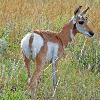Pronghorn Fawn