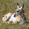 Pronghorn Fawn