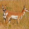 Pronghorn Fawns