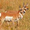 Pronghorn Fawns